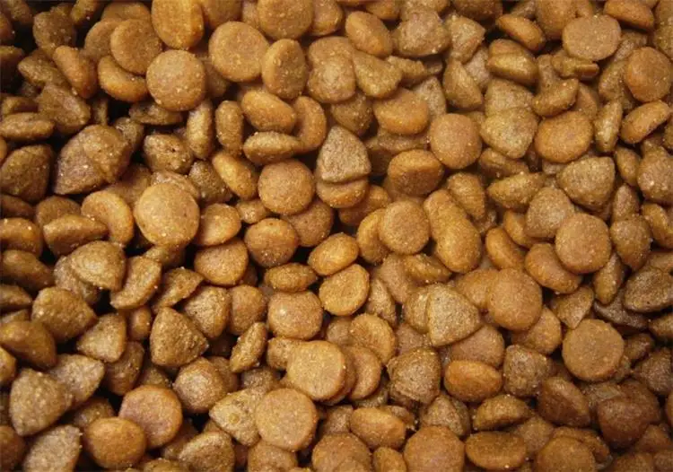 dog food