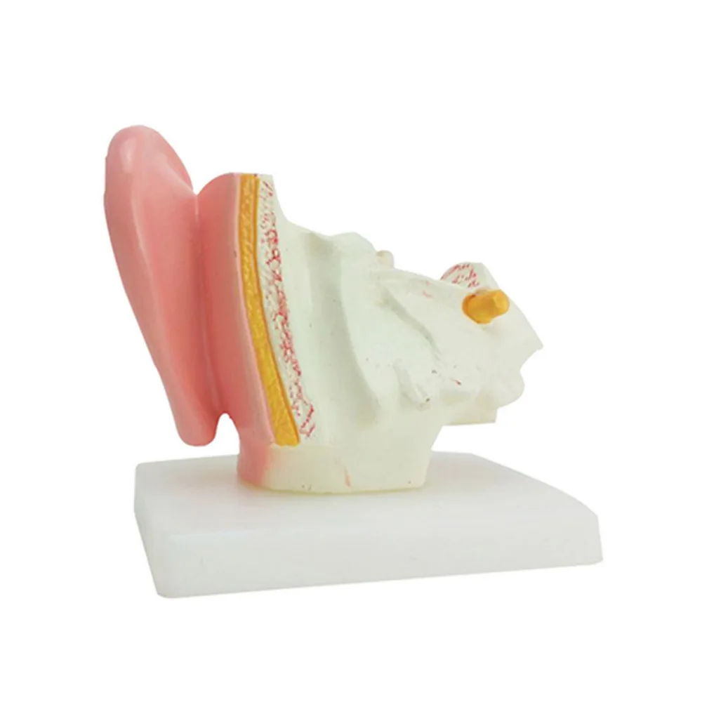 

Vivid Small Desktop Ear Anatomical Model Ear Models Student Vision Human Anatomy Ear Models