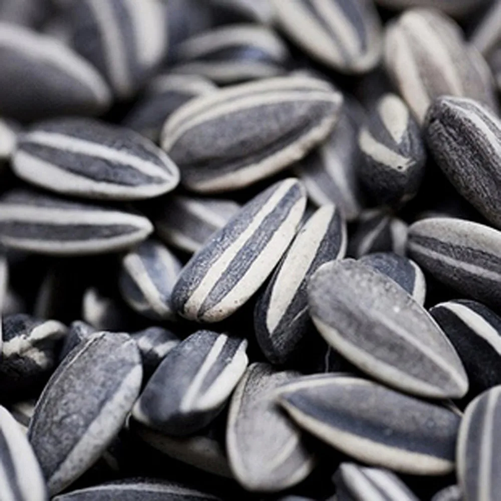 

500 pieces AI WEIWEI PORCELAIN SUNFLOWER SEEDS TATE MODERN LONDON CERAMIC