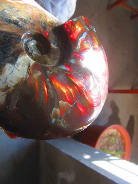 Best Offers 1179g(2.59 lb) Iridescent Ammonite Ammolite Specimen Fossil Madagascar DFB123