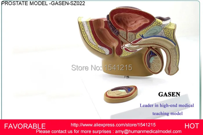 MALE REPRODUCTIVE SYSTEM MODEL ANATOMY OF THE MALE REPRODUCTIVE SYSTEM,MALE REPRODUCTIVE OF PROSTATE ANATOMY MODEL-GASEN-SZ022 MALE REPRODUCTIVE SYSTEM MODEL ANATOMY OF THE MALE REPRODUCTIVE SYSTEM,MALE REPRODUCTIVE OF PROSTATE ANATOMY MODEL-GASEN-SZ022