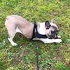 Soft flannelette Dog Harness Lightweight No Pull Pet harness with Padded Reflective Vest Harness for Small and Medium Dogs ► Photo 2/6