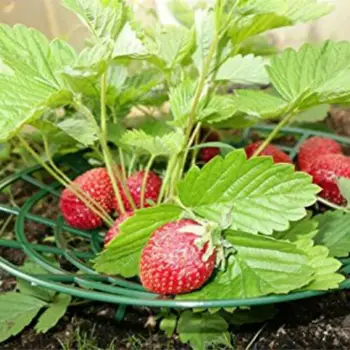 

1 Piece 27cm Strawberry Supports Stand Handy Strawberries Growing Removable Keep Plant Off Rot in the Rainy Days
