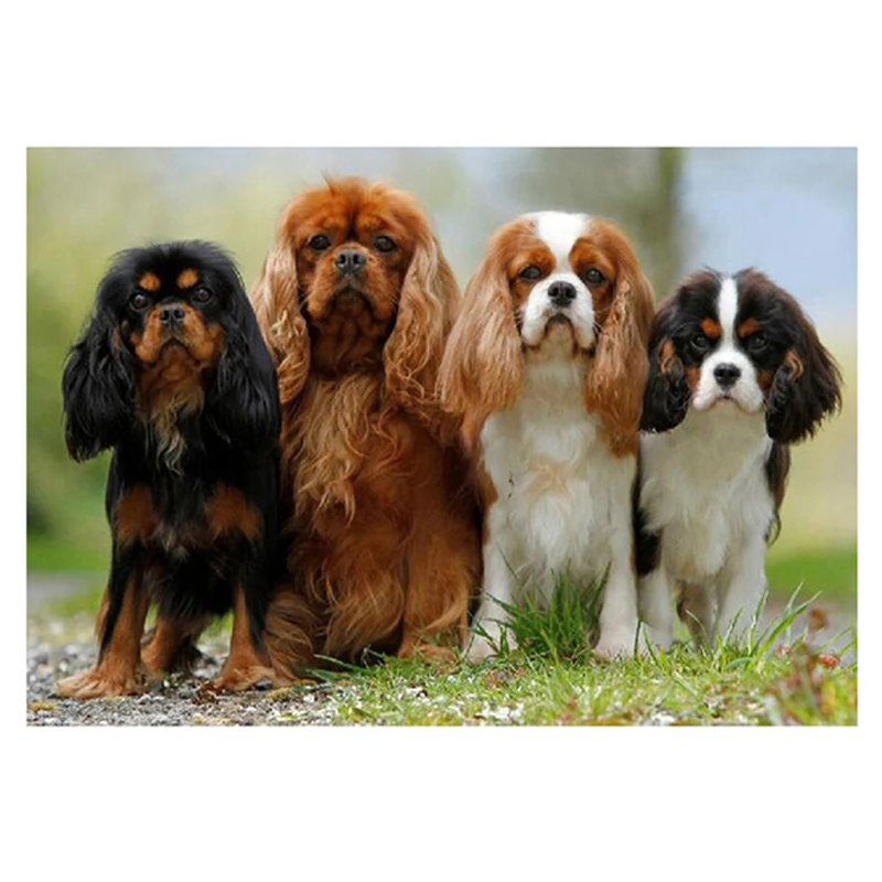 

5D Diy diamond embroidery Cavalier King Charles Spaniel dog full square round cross stitch rhinestone wedding decorationZP-843