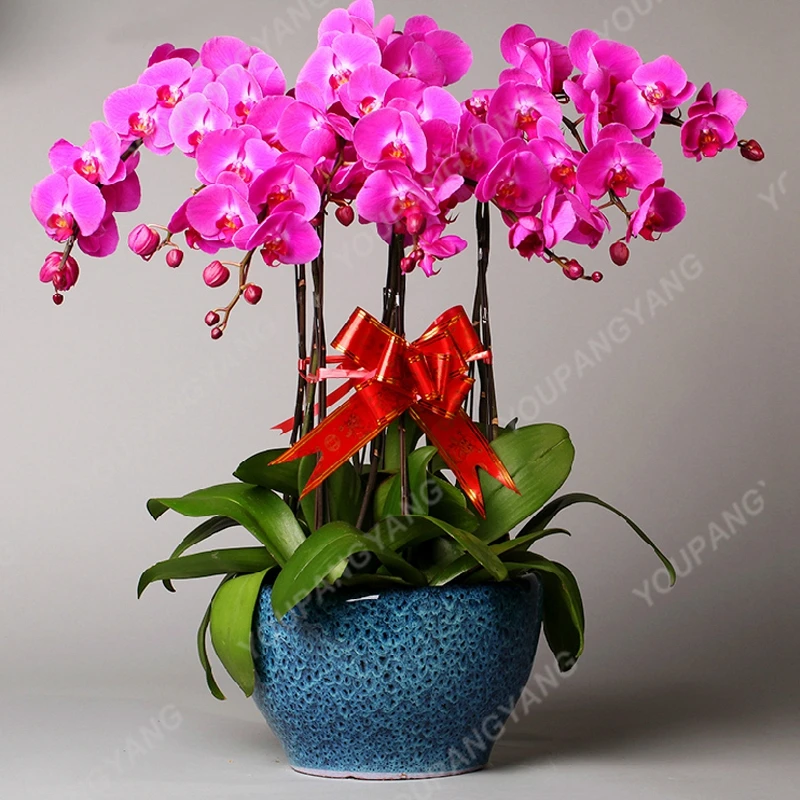 

200 pcs Orchid bonsai High Simulation Flower Phalaenopsis Orchid Plants Phalaenopsis Orchids bonsai In Bonsai For Home Decoratio