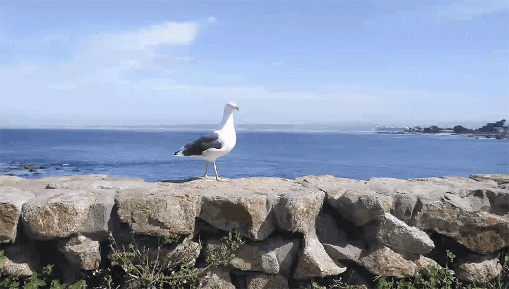 pc_video_2-2