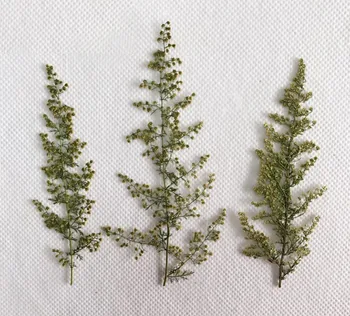 

120pcs Pressed Dried Artemisia Scoparia Seed Flower Plant Herbarium For Jewelry Postcard Invitation Card Phone Case Bookmark DIY