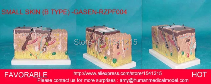 

HUMAN SKIN BLOCK WITH HAIR ANATOMY MODELS,MAGNIFY ANATOMICAL SKIN ANATOMY ,HUMAN ANATOMY SMALL SKIN (B TYPE) -GASEN-RZPF004