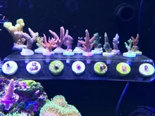 SPS phyto plus – support de pêche en corail, mini nano aimant puissant fixe aquarium poissons récif avion incliné