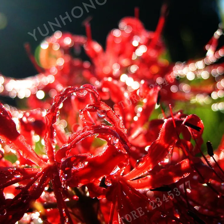 2 قطع/أحمر نادرة عالية بقاء Lycoris مشعشعة لمبات بوعاء بونساي Palnt المعمرة زراعة زهرة للمنزل حديقة (بونساي) 2 قطع/أحمر نادرة عالية بقاء Lycoris مشعشعة لمبات بوعاء بونساي Palnt المعمرة زراعة زهرة للمنزل حديقة (بونساي)