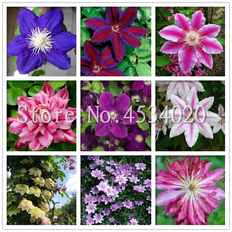 200 pcs Climbing Clematis (not bulb) Clematis florida ...