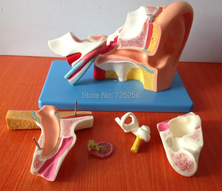 все цены на Ear Anatomic Model ,Ear Amplification Model онлайн