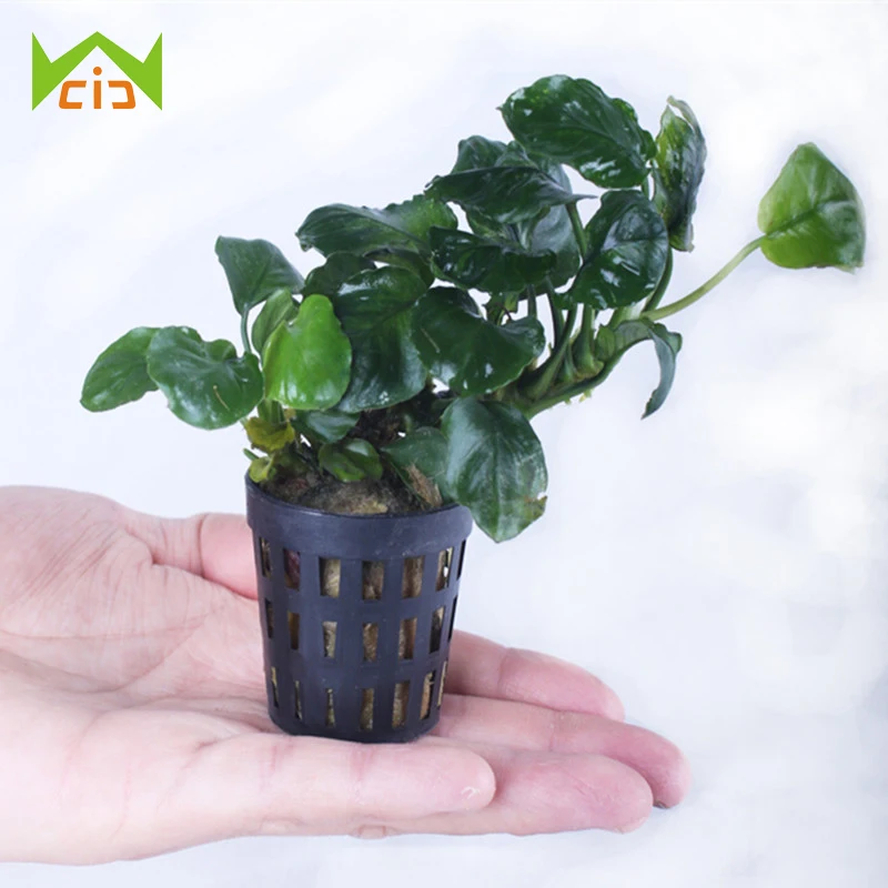 Hydroponic Aquarium Planting Basket Flower Pots Nursery Sponge Seed Trays