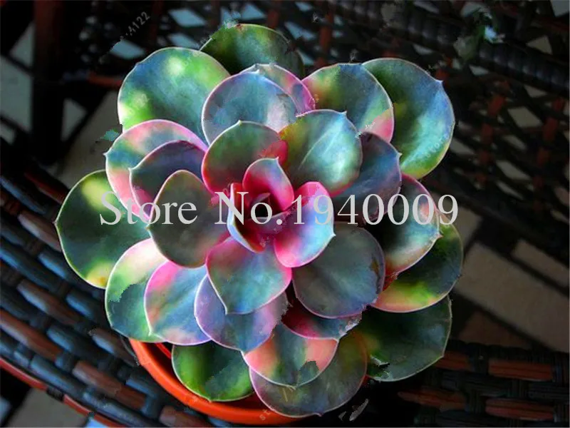 Sale 100 Rare African Mixed garden Cactus Succulent Plant Tree Purify Air Bonsai In The Heat Resistant Easy Care Creative Bonsai