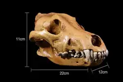 1:1 моделирование Волчья кость модель спецодежда медицинская Науки развивающие принадлежности Череп Форма Скелет подарки для детей
