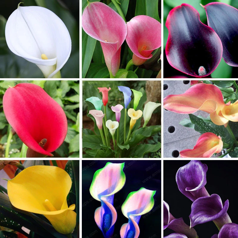 

Calla Lily Bulbs Potted Balcony Plant Calla flower bulbs Can Radiation Absorption Mixed Colors not calla lily plant