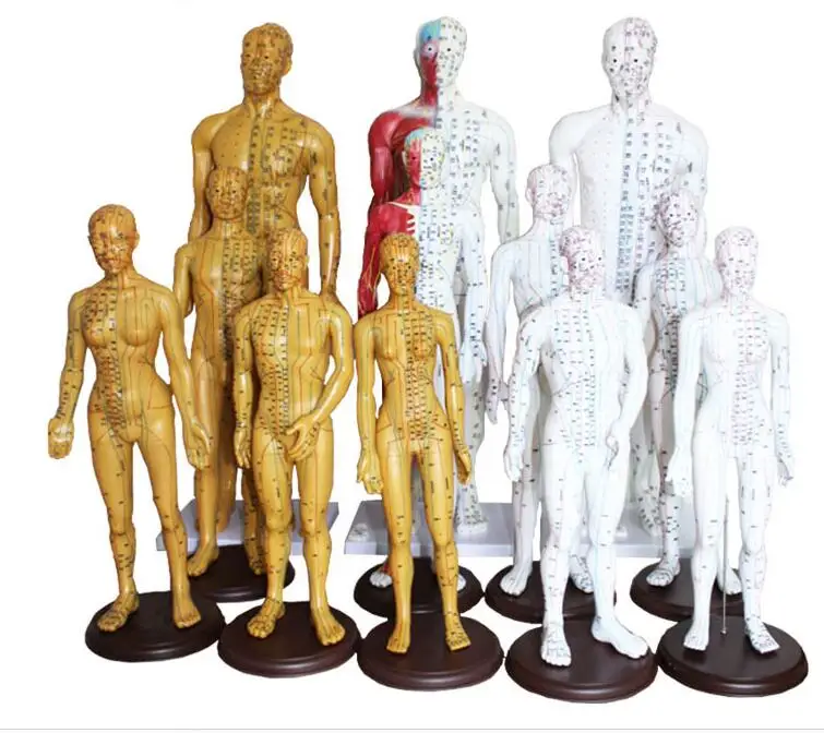 

Human Chinese-English body acupuncture point model meridian model of acupuncture points 26cm/ 48cm/50cm for male and female