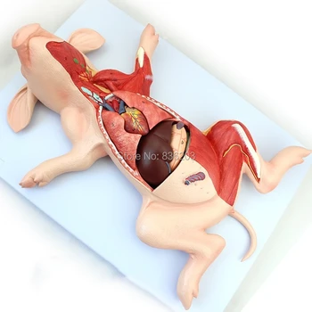 

pig organs porcine Dissection Model Numbered Life size Model anatomy skeleton anatomical brain skull medical training manikins
