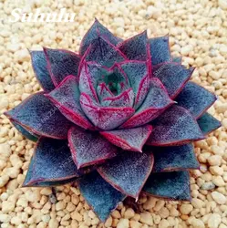 Распродажа! 100 шт./лот сочные смешанные Sempervivum трава (Sempervivum Hybridum) бонсай растение цветок Открытый Планта для дома и сада