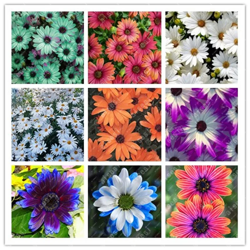 

50 Pcs/,Gerbera Daisy Mix Flower flores ,Bonsai plants for home garden and balcony,easy to grow