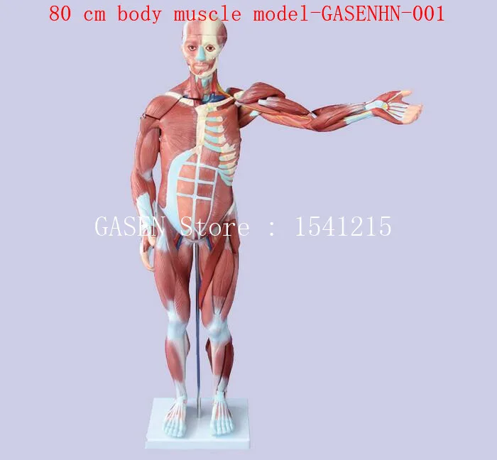 muscle Anatomy Human muscle structure Visceral display Teaching aids 80 cm body muscle model-GASENHN-001