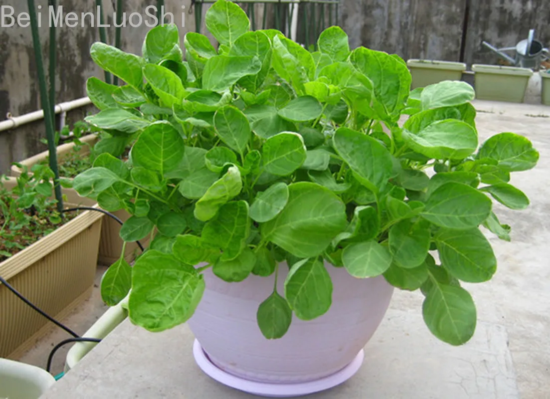 

Green Vegetables of Amaranth In Taiwan Growing Vegetables In Balcony Courtyard 100pcs