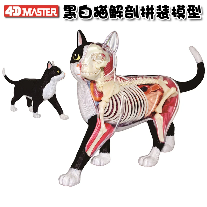 4D Master черно белая Анатомия кошки visceral skeleton модель сборки съемная животного