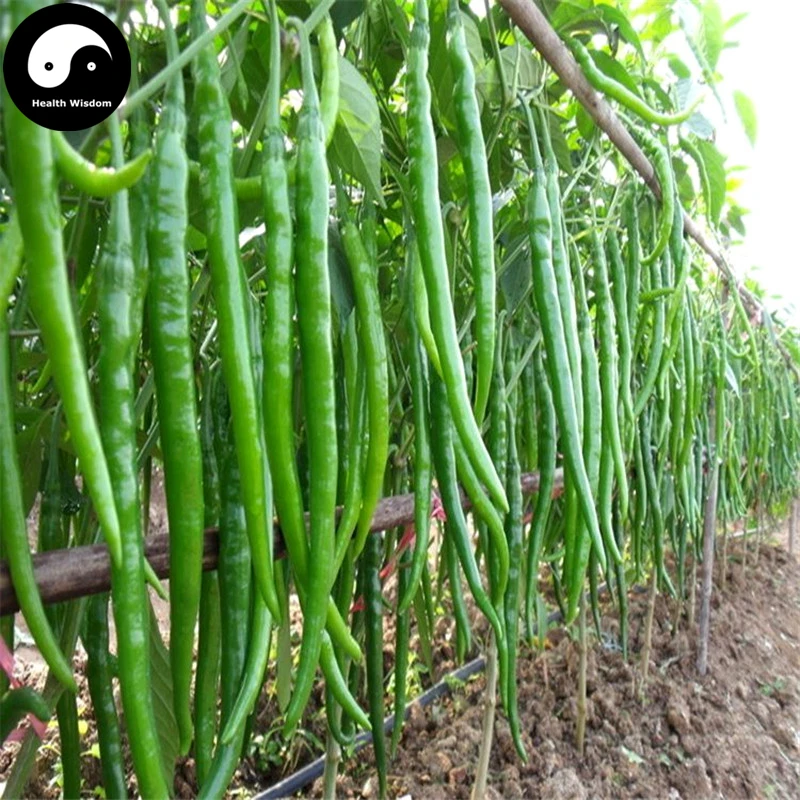 

Buy Green Long Pepper Semente 600pcs Plant Hot Chili Vegetables Capsicum