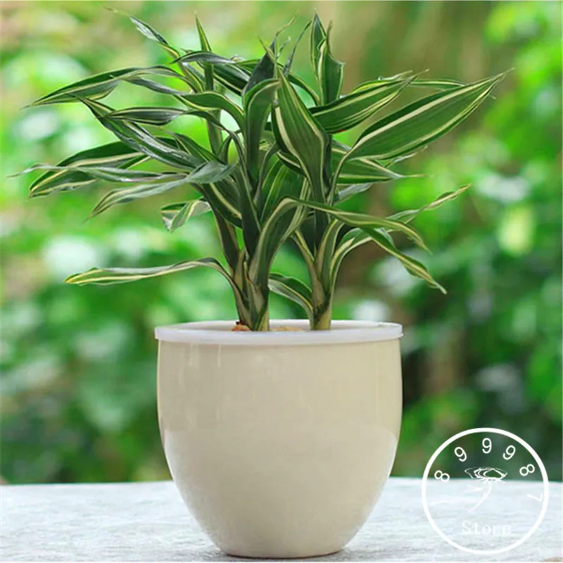 

Time-Limit!!6 Kinds Lucky Bamboo Choose Potted Bonsai Variety Complete Dracaena Plant the Budding Rate 95%, 100 PCS/Bag,#QHHUN0