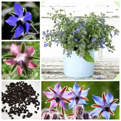 Borago лекарственный бонсай огуречника травы огород простой сеять цветок голубой звезда цветок бонсай 20 шт. горшечных растений