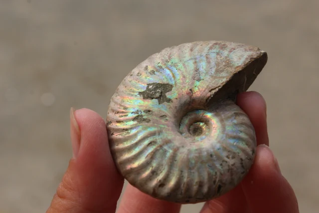 Special Offers color FOSSILIZED SNAIL AMMONITE MINERAL FROM MOROCCO . MULTI-COLOR FIRE