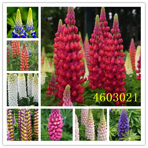 100 قطعة مختلطة راسيل Luplne Lupinus Polyphyllus زهرة مجاني بقاء معدلات عالية جدا الترمس بونساي