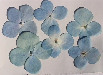 

Original Light Blue Hydrangea Dried Pressed Flower Frames DIY bookmark material free shipment 120pcs