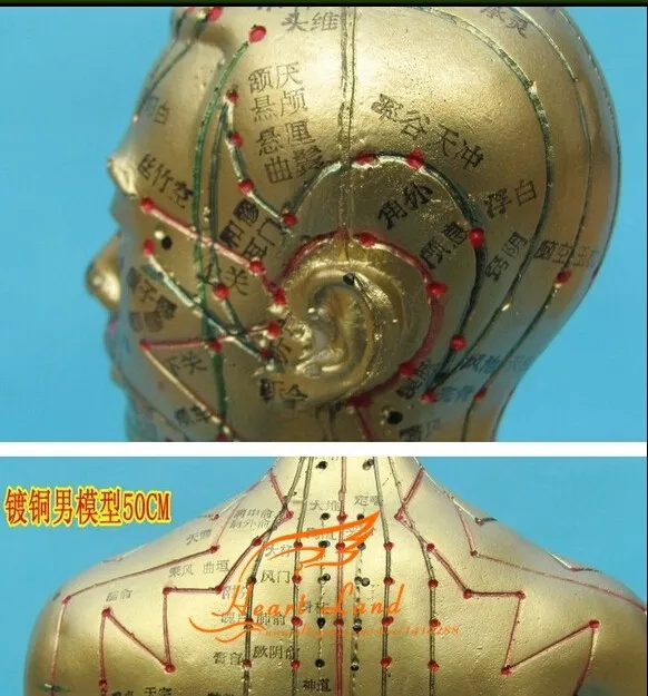 Меридиан модель человека Акупунктура точка человеческого тела модель 50 см медицинское образование приспособления для мужчин