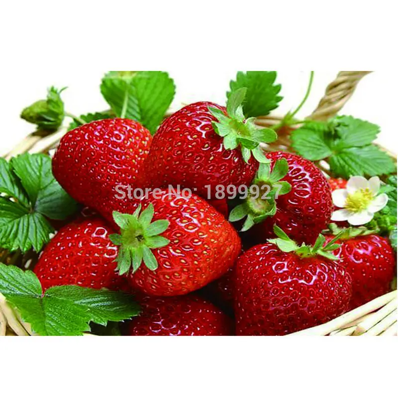 

New 5d Diy Mosaic Diamond Painting Cross Stitch Square Rhinestones Diamond Embroidery Fruit Berries Scenic Free Shipping