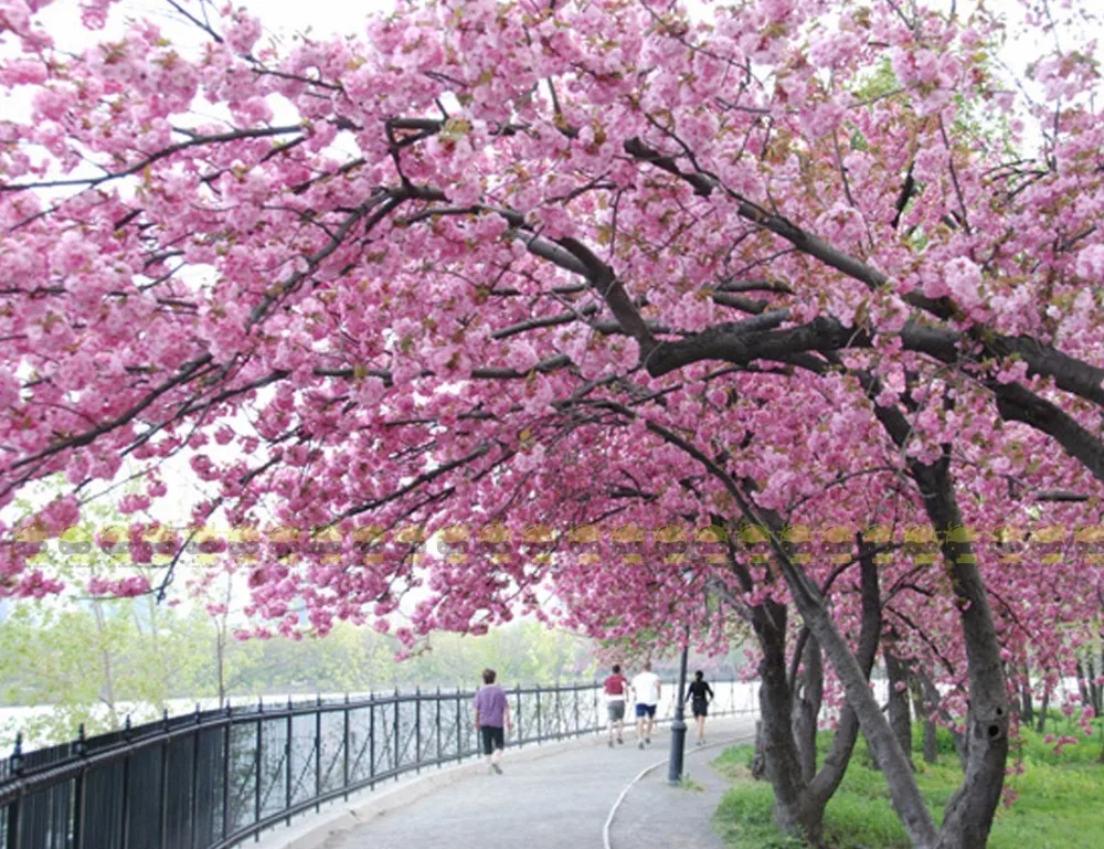 Anese Pink Tree House Beautiful Land Miracle Anese Pink Cherry Blossom Sakura Tree 10 Seeds