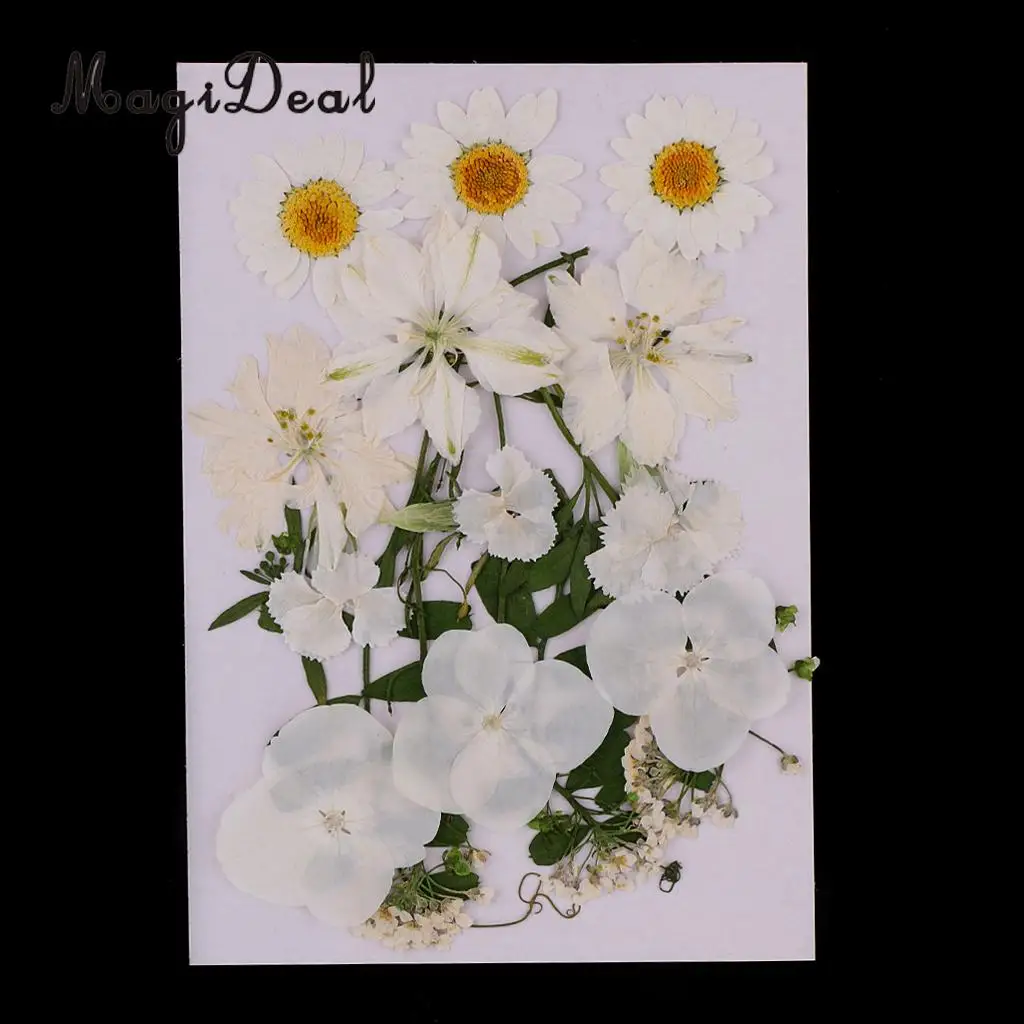 Beautiful Multiple Real Pressed Leaves Natural Dried Flowers for Art Craft Scrapbooking Card Making  Resin Jewelry Craft DIY