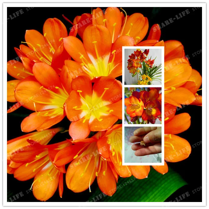 

Orange Freesia Hybrida Bulbs Potted Flowers Potted Plant Roots (It Is Bonsai) -Flower Bulbs,Indoor Plant,Natural Growth 2pcs