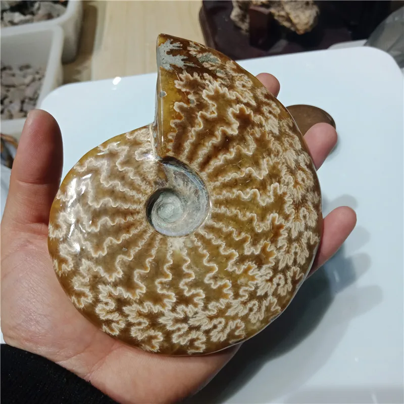 1 шт. около 500 г природного древнего кристалла аммония красивый nautilus madagascar Fossil с