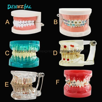 

Various Dental Teeth Models Are Used For Teaching And Hospital Dentist Material