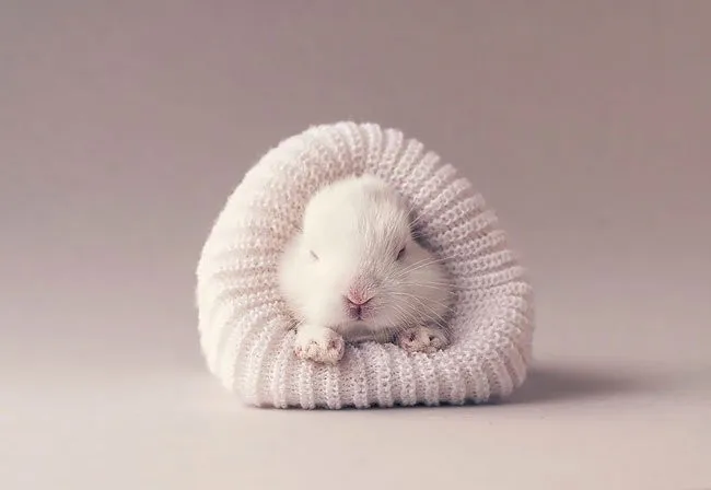 Bunny Photoshoot