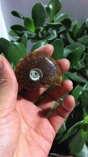 Cheap hot sale 100% Natural  Crystal conch fossil  Healing Reiki stone wholesale