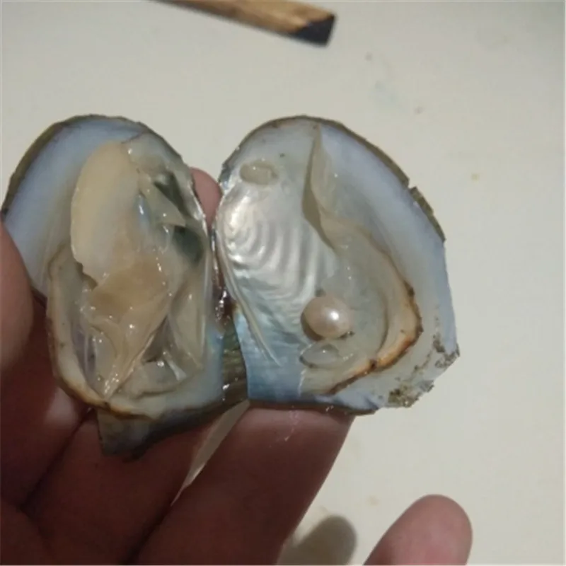 

Different Color Pearl Mysterious Surprise Gift vacuum packaging Wholesale 100% cultured freshwater pearl oyster