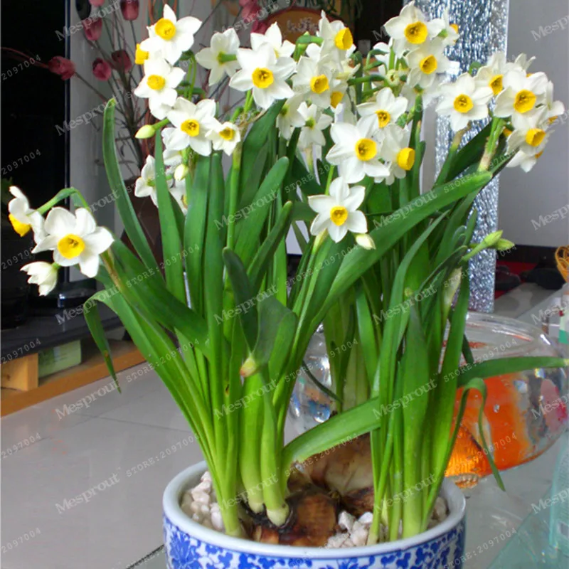 Buy 100 Pcs Daffodil Seeds Free Shipping