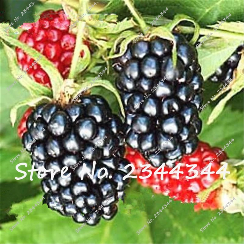 Buy 100 Pcs Blackberry Seeds Free Shipping
