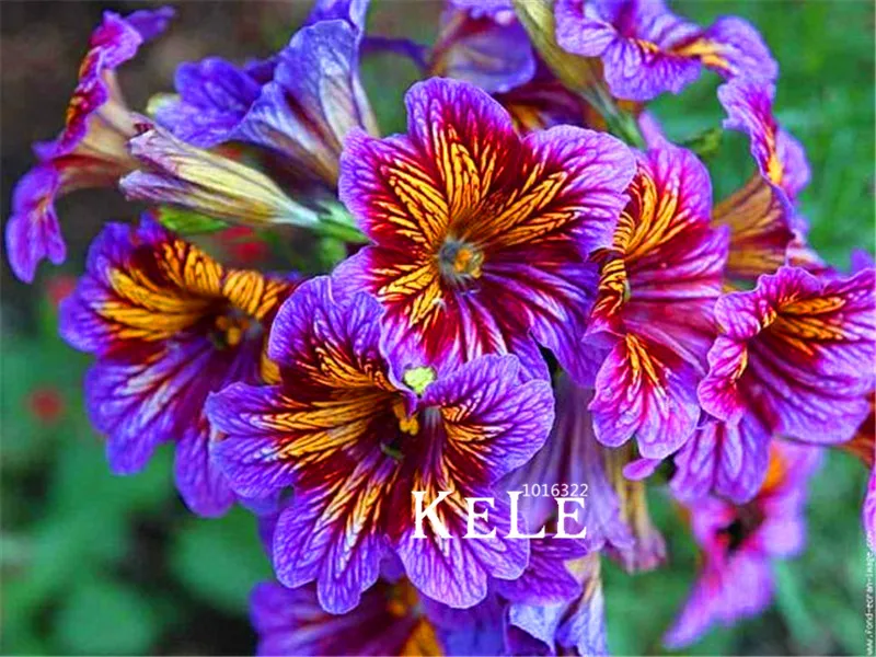 

100 Pcs/Lot Loss Promotion!Salpiglossis Sinuata Plants flower Plantas bonsai plant DIY home garden