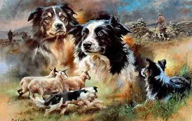 DIY kits 5d diy diamond embroidery Animal border collie Diamond Painting 3D Embroidery Cross Stitch Mosaic Decor | Дом и сад