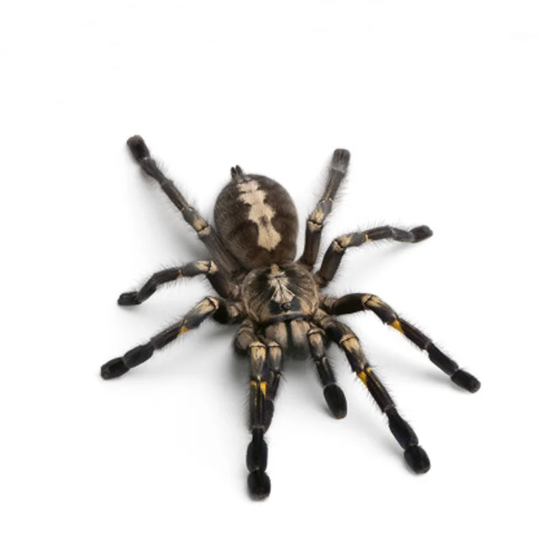 3D автомобильный стикер животные бампер паук геккон скорпионы для lada Vesta Granta Priora Kalina X-Ray XRay Largus