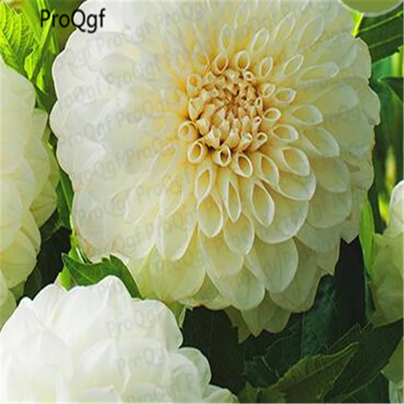 

Proqgf 10Pcs A Set White Dahlia Bulbs Beautiful Perennial