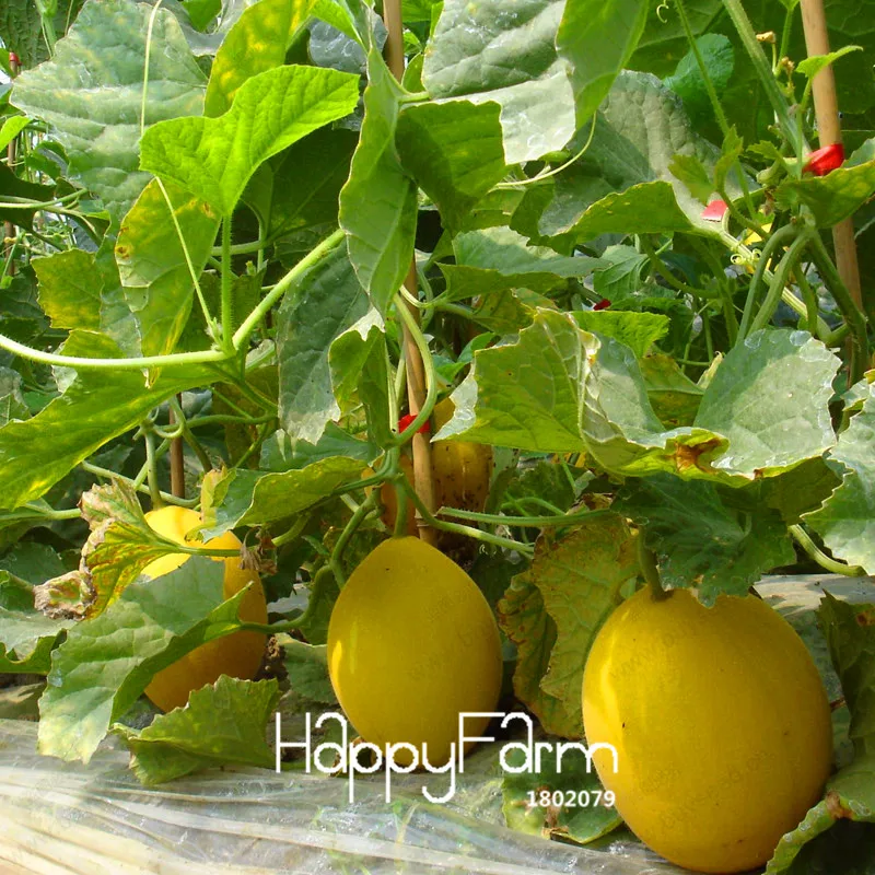 Loss Sweet Hami Melon Bonsai Fruit Garden Cantaloupe Jumbo Heirloom